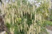 Coast silk-tassel  Auteur photo : Salix, license : https://creativecommons.org/licenses/by-sa/4.0/legalcode.fr