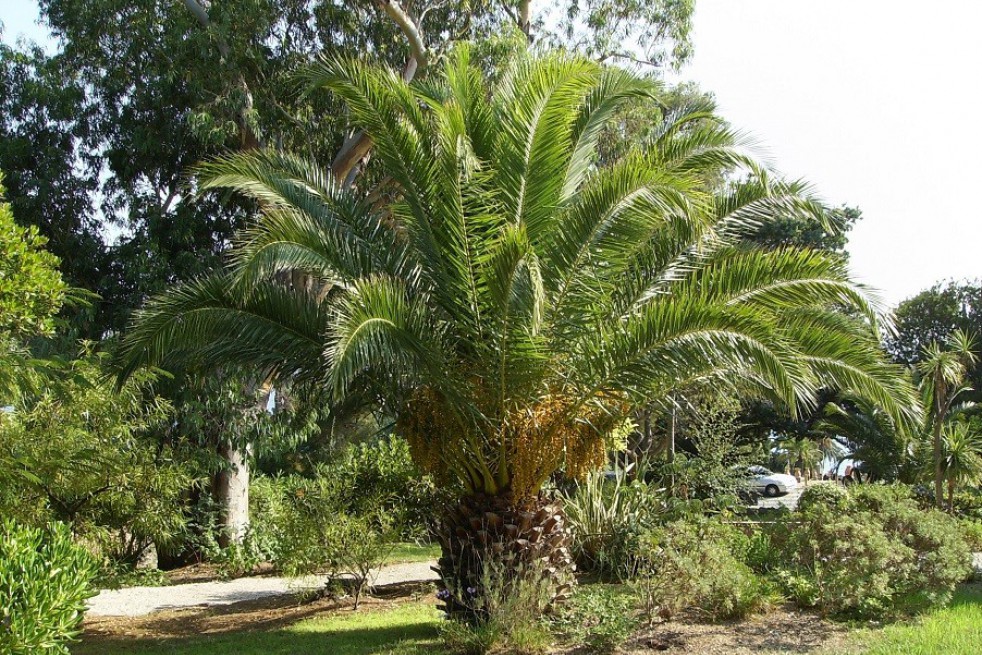 Palmier des Canaries