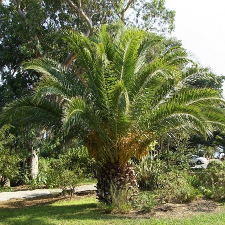 Canarische dadelpalm