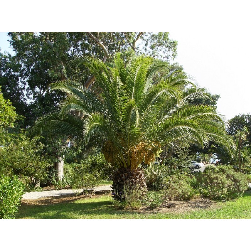 Canary Island date palm Phoenix Canariensis