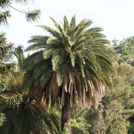 Palmier des Canaries