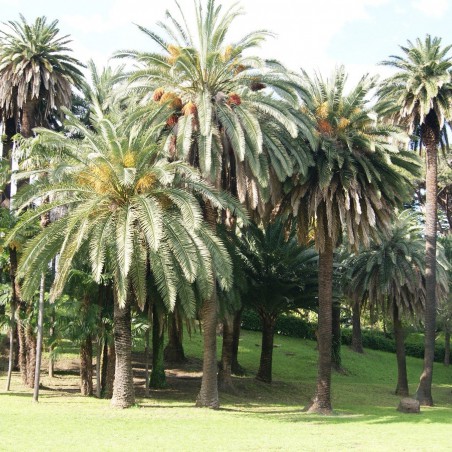 Canarische dadelpalm