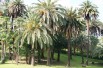 Palmier des Canaries