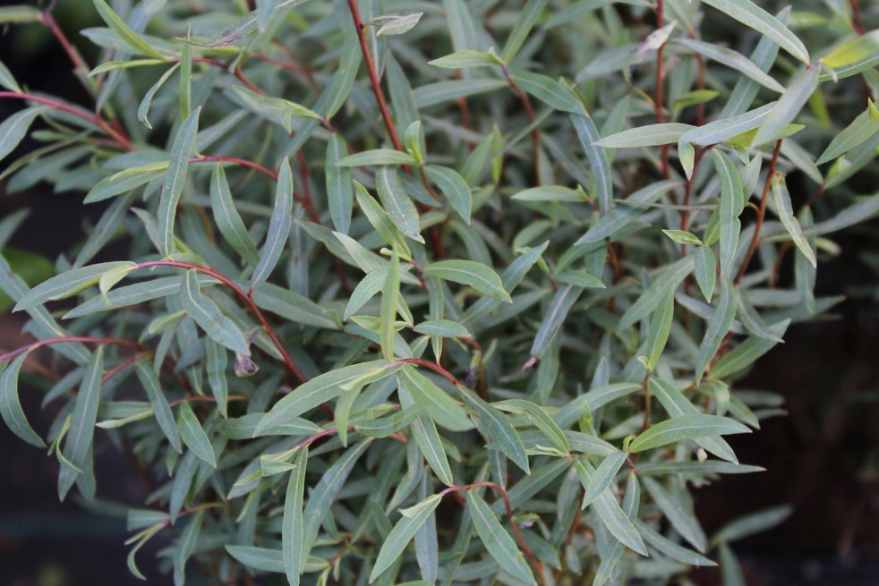 Paars Dwergwilg Paars Dwergwilg