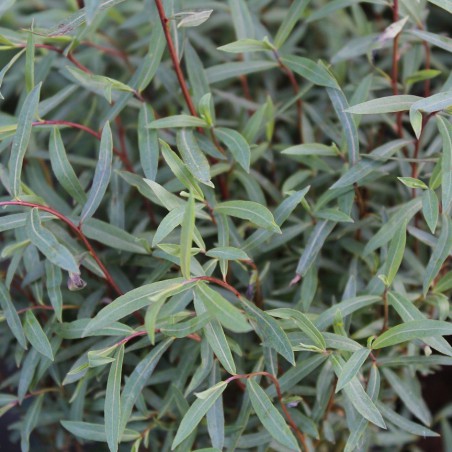 Dwarf purple osier