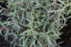 Dwarf purple osier