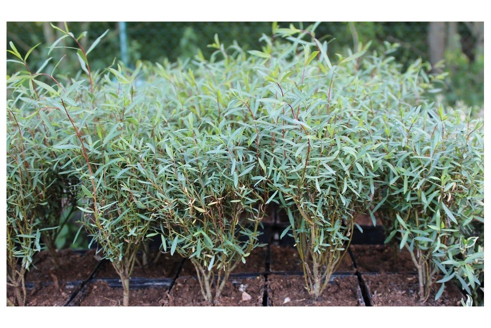 Dwarf purple osier