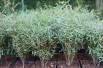 Dwarf purple osier