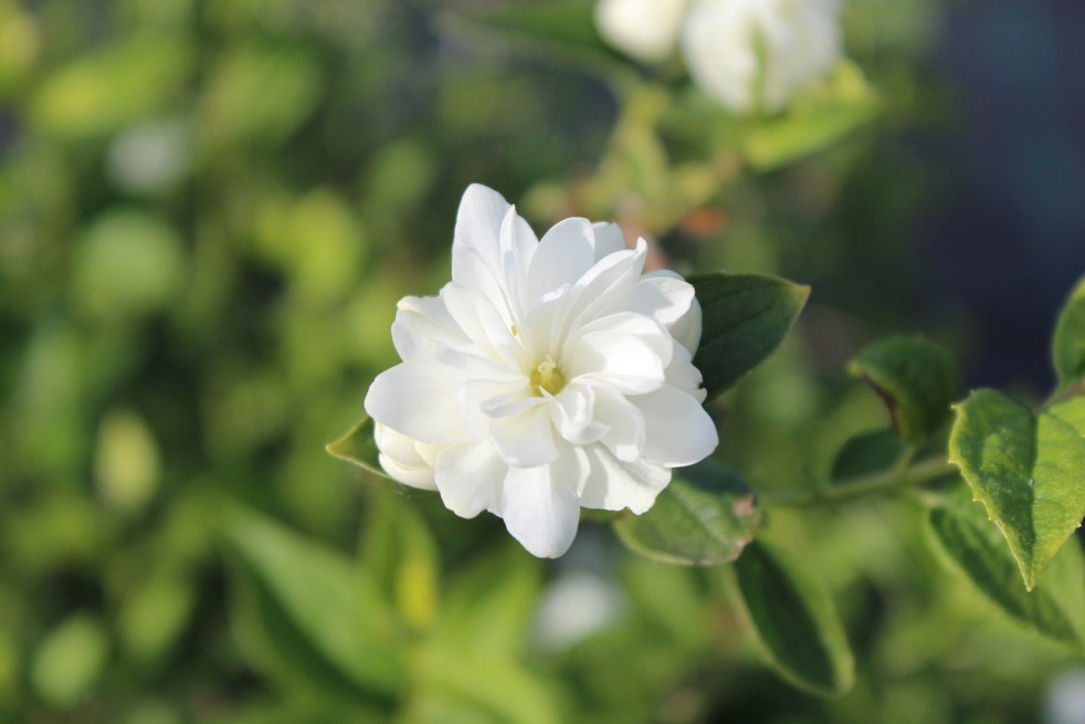 Mock Orange Frosty Morn