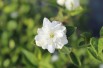 Mock Orange Frosty Morn