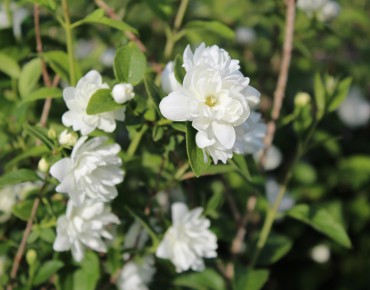 Mock Orange Frosty Morn