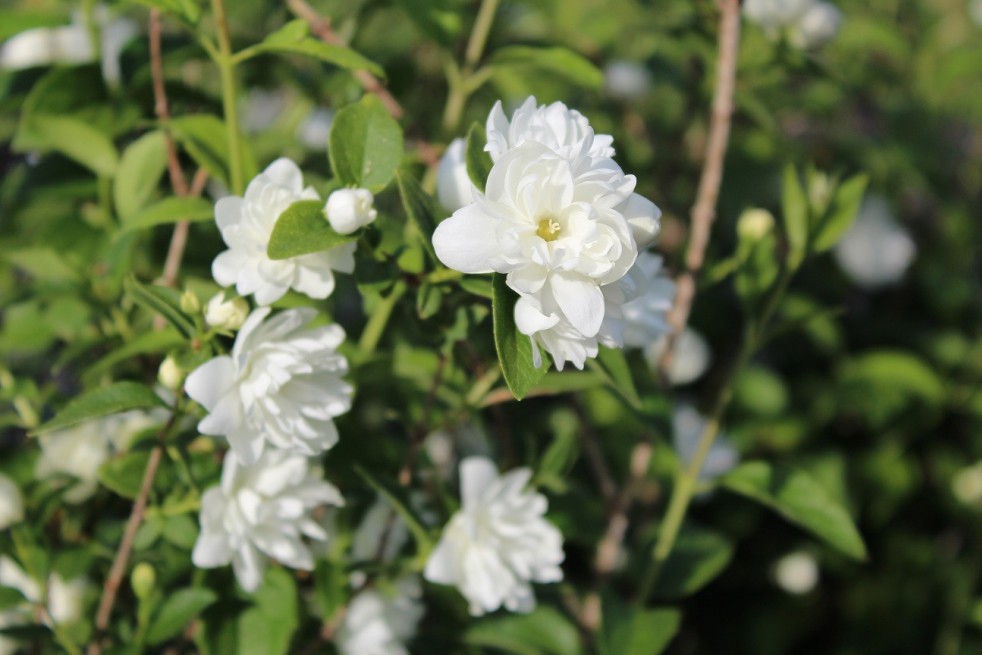 Mock Orange Frosty Morn