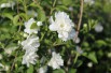 Mock Orange Frosty Morn