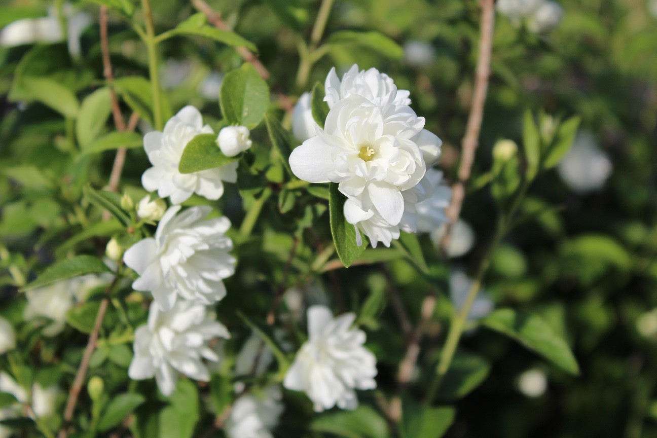 Gartenjasmin Frosty Morn