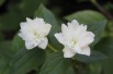 Mock Orange Frosty Morn