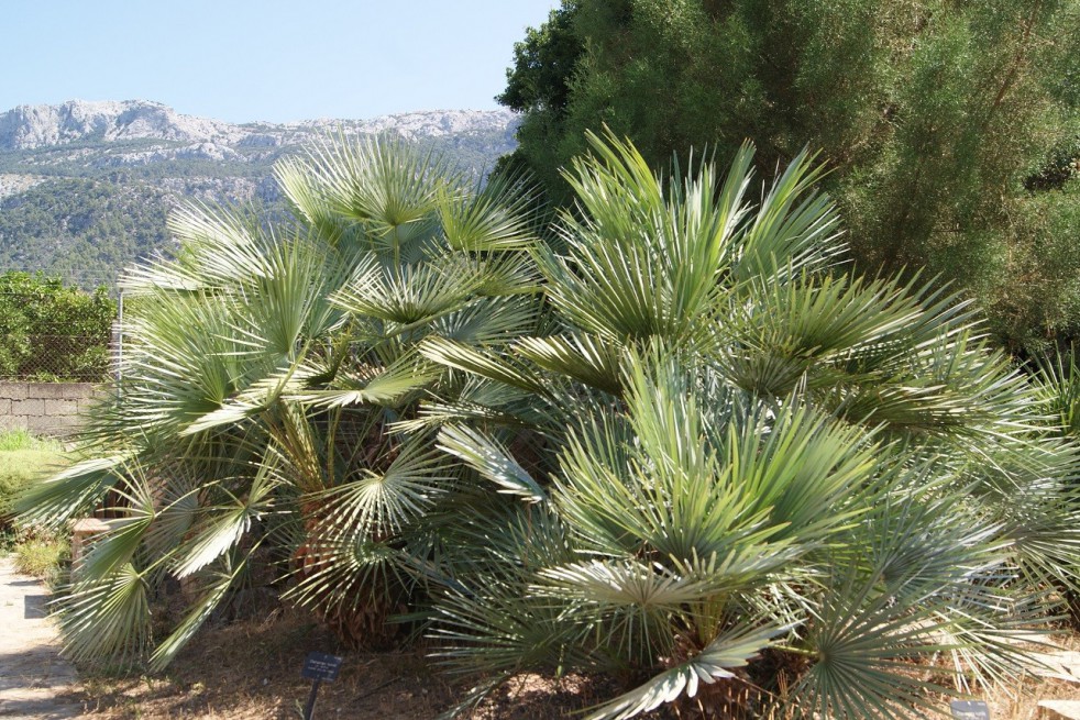 Blue Mediterranean Fan Palm