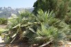 Blue Mediterranean Fan Palm