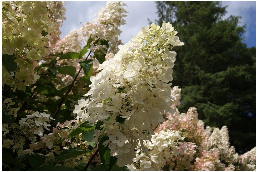 Peegee Hydrangea