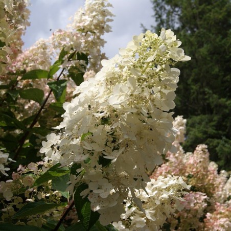 Peegee Hydrangea
