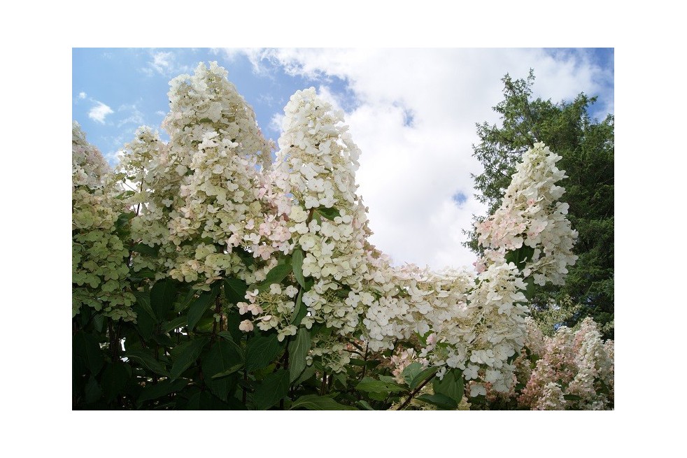 Hortensia Paniculé à grandes fleurs