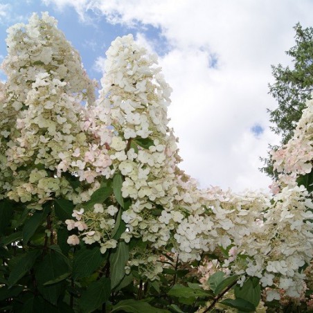 Peegee Hydrangea