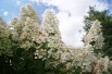 Hortensia Paniculé à grandes fleurs