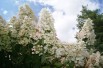 Peegee Hydrangea