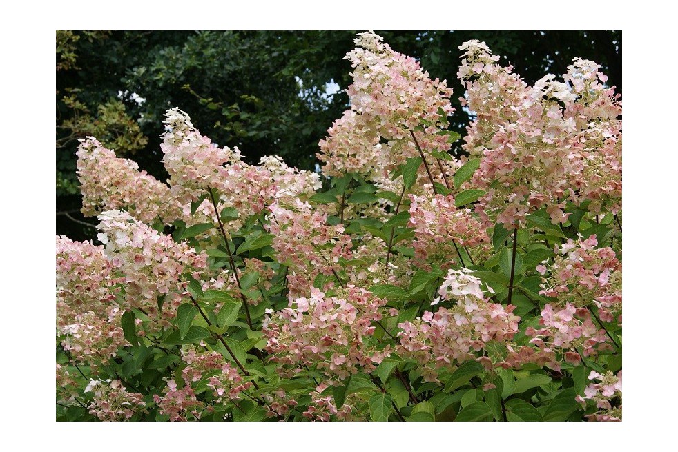 Peegee Hydrangea