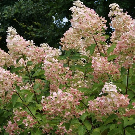 Hortensia Paniculé à grandes fleurs