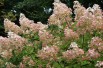 Hortensia Paniculé à grandes fleurs