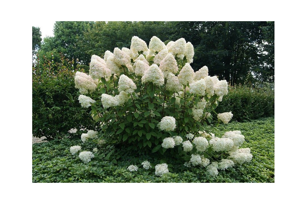 Hortensia paniculé Phantom