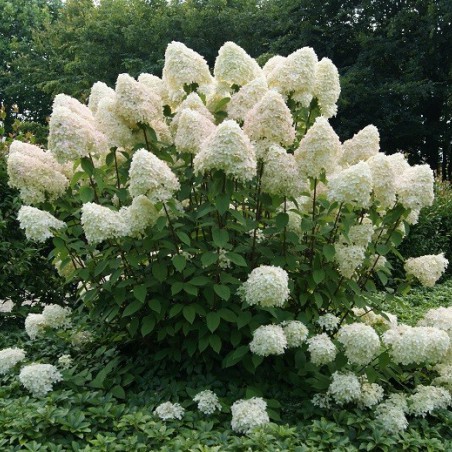 Phantom Panicle Hydrangea