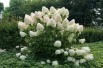 Phantom Panicle Hydrangea