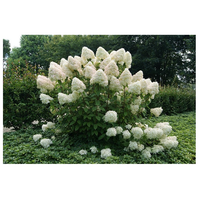 Phantom Panicle Hydrangea Hydrangea Paniculata Phantom