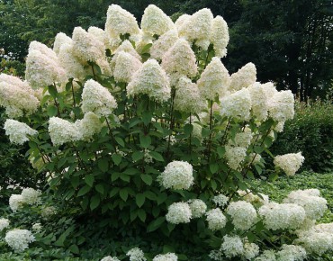 Phantom Panicle Hydrangea