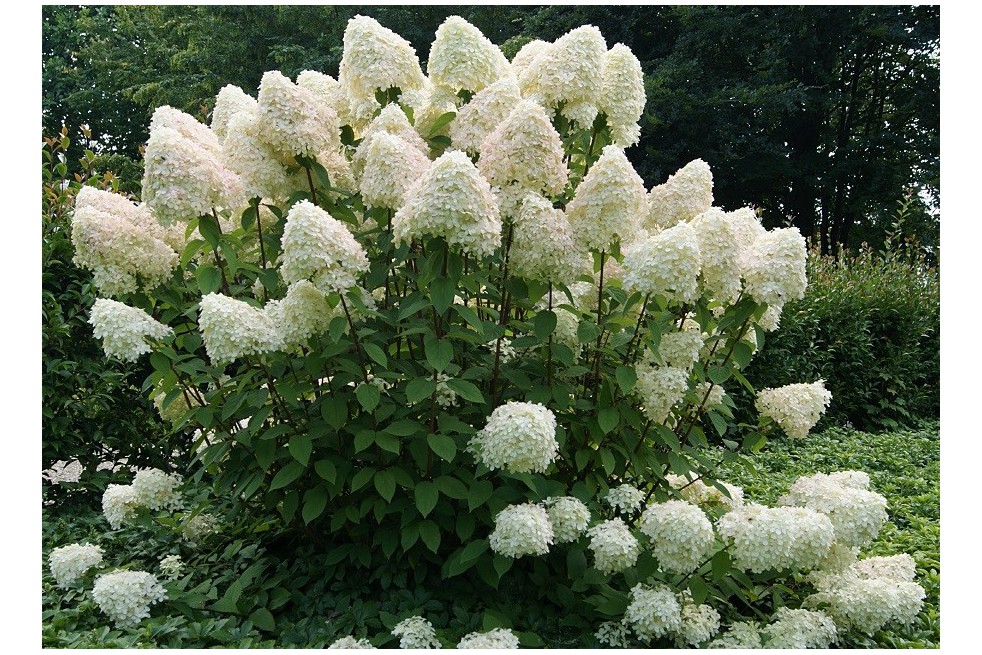 Hortensia paniculé Phantom