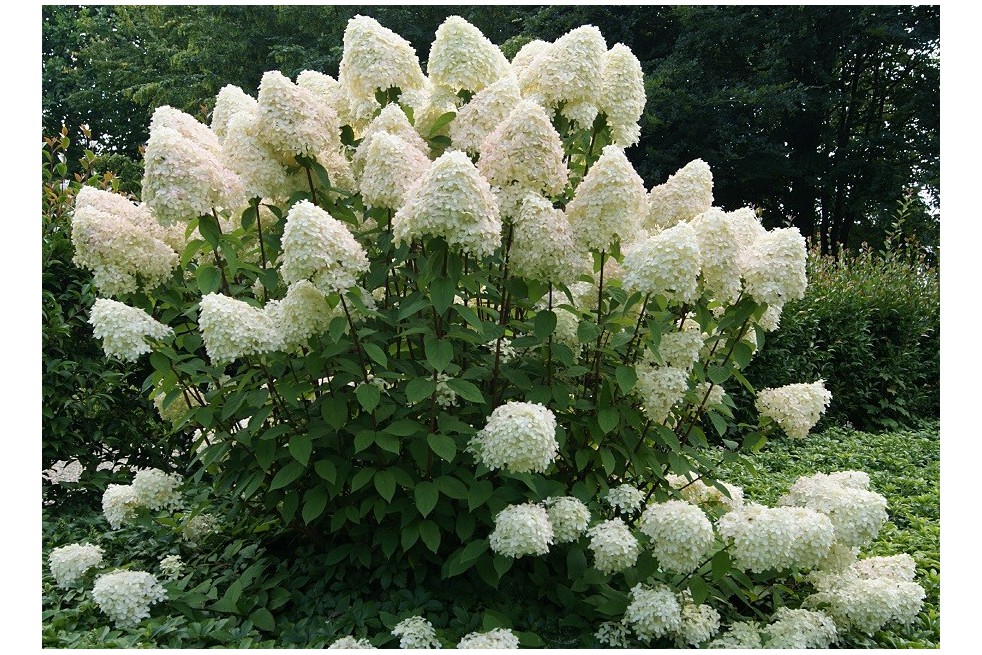 Image of Phantom panicle hydrangea image 2