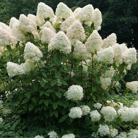 Hortensia paniculé Phantom
