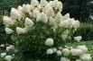 Hortensia paniculé Phantom