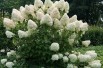 Phantom Panicle Hydrangea