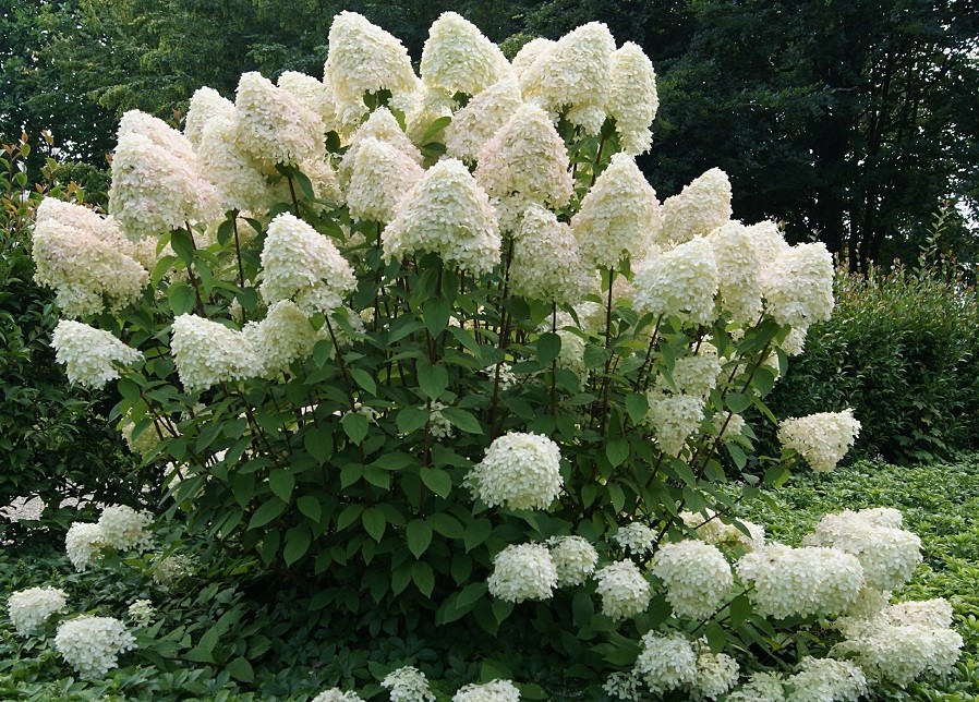 Hortensia paniculé Phantom