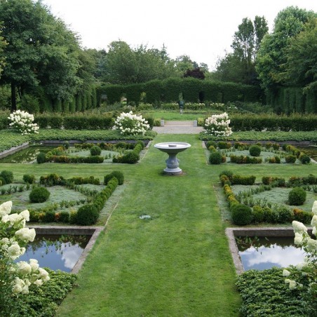 Hortensia paniculé Phantom
