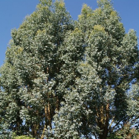 Kleinbladige gomboom