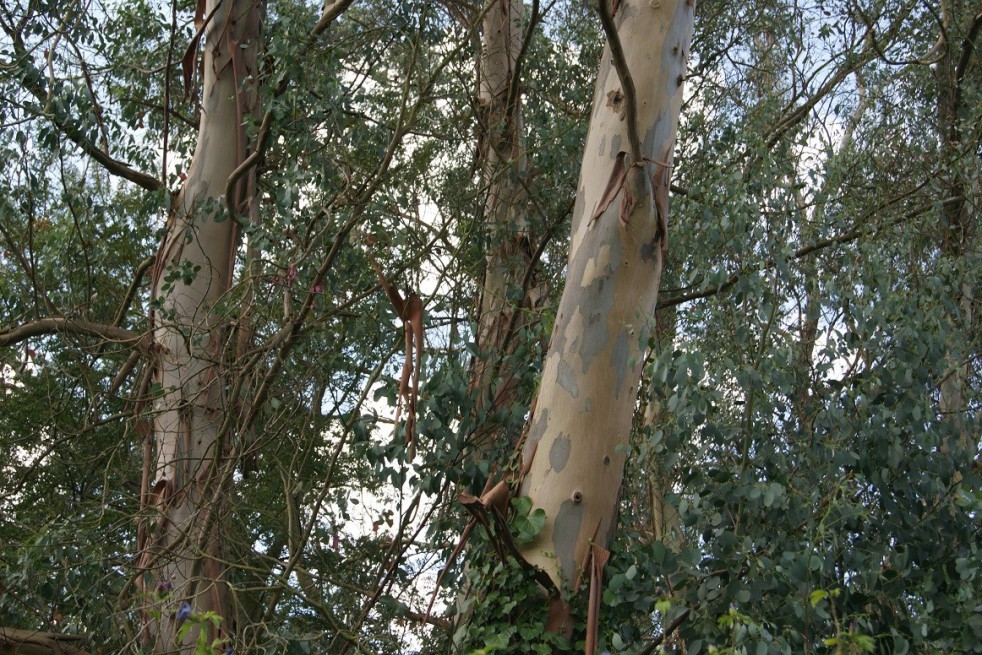 Small-leaved gum