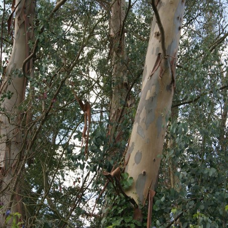 Small-leaved gum