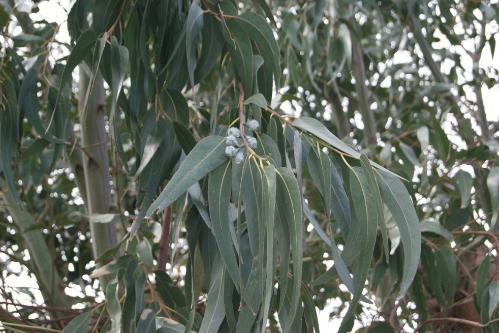 Small-leaved gum