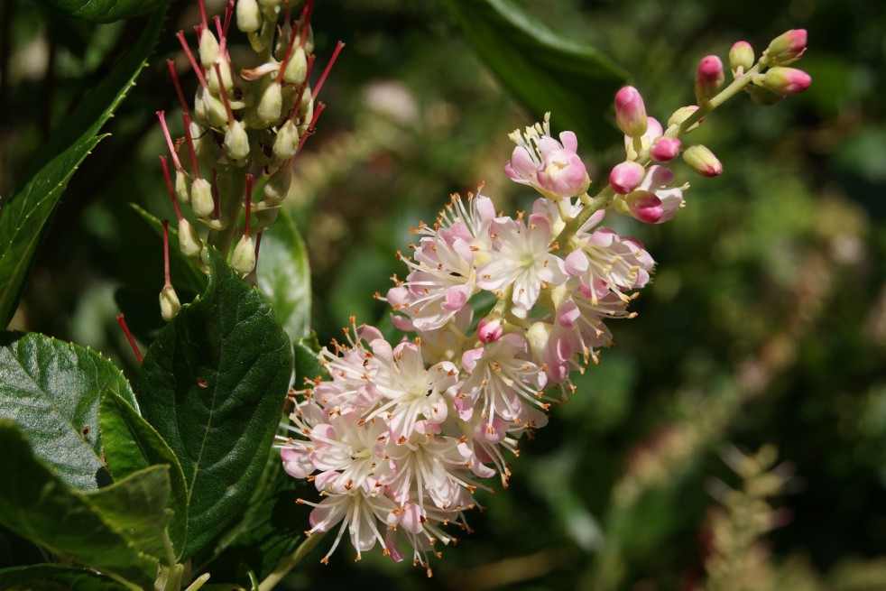 Sweet pepperbush Pink Spire