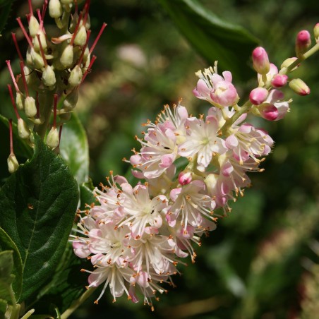 Clèthre à feuilles d'aulne Pink Spire