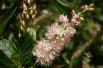 Sweet pepperbush Pink Spire