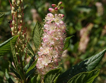 Clèthre à feuilles d'aulne Pink Spire
